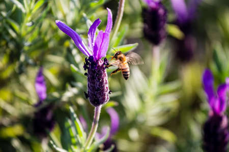 a honey bee in flight as it visits budding rosemary flowers in a park in Yokohamaの写真素材