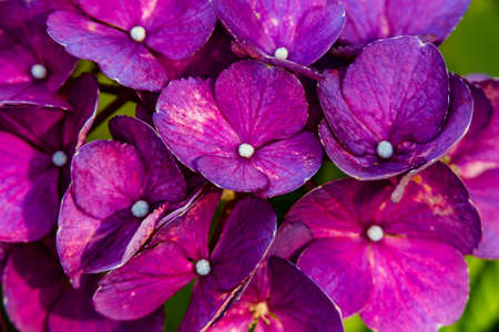 A tight macro shot of a group of purple and red hydrangeas along a scenic walking path in Japanの写真素材