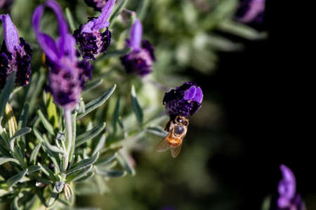 a honey bee visits budding rosemary flowers in a park in Yokohamaの写真素材