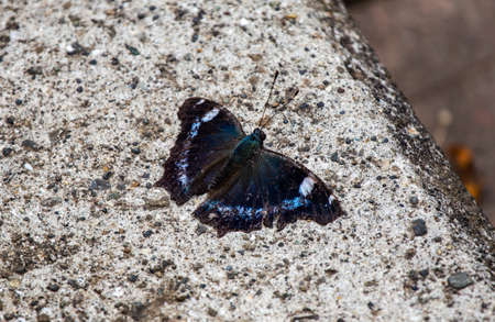 A small blue admiral butterfly rests on a concrete step in a park in Japan.の写真素材