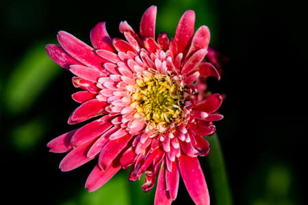 A macro shot of a red flower opening along a scenic walking path in Japan.の写真素材