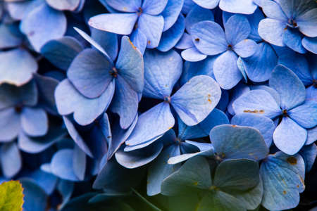 A macro shot of small blue hydrangea flowersの写真素材