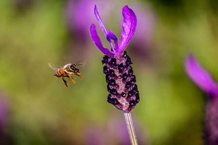 a honey bee in flight as it visits budding rosemary flowers in a park in Yokohamaの写真素材