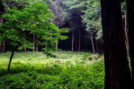 A small, sunlit clearing found in a forested nature preserve in Yamato, Japan.の写真素材