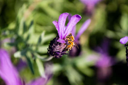 a honey bee visits budding rosemary flowers in a park in Yokohamaの写真素材