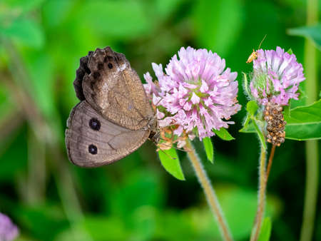 A brown common wood-nymph butterfly feeds from clover flowers in a park in central Kanagawa Prefecture, Japanの写真素材