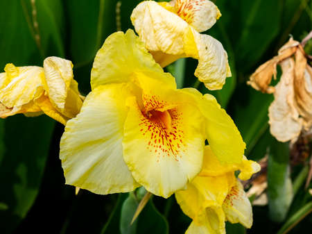 A bright yellow gladiolus flower, part of a large cluster of flowers, blooms in a small garden along...