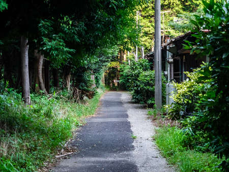 A short, small road through the forest and into a small nature preserve in central Kanagawa Prefecture, Japan.の写真素材