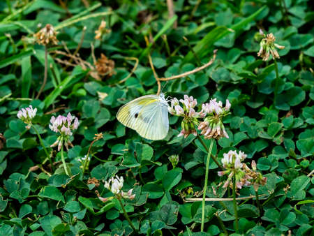 A small white cabbage butterfly feeds on small flowers in a small roadside park in central Kanagawa...