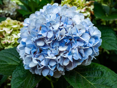 Blue hydrangeas bloom beside a road in the Japanese countryside on a hot summer dayの写真素材