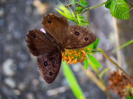 A brown common wood-nymph butterfly feeds from clover flowers in a park in central Kanagawa Prefecture, Japanの写真素材