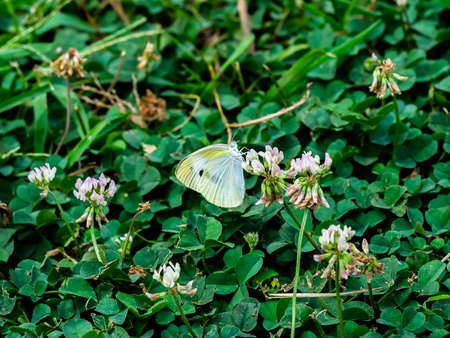 A small white cabbage butterfly feeds on small flowers in a small roadside park in central Kanagawa Prefecture, Japanの写真素材