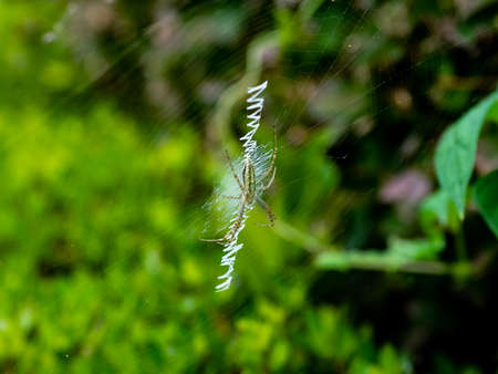 A Japanese weaver spider on a web between bushes in a small park in central Kanagawa Prefecture, Japan.の写真素材