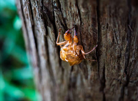 The discarded shell of a cicada sticks to the side of a tree after being discarded by a now full...