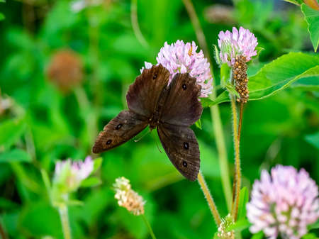 A brown common wood-nymph butterfly feeds from clover flowers in a park in central Kanagawa Prefecture, Japanの写真素材