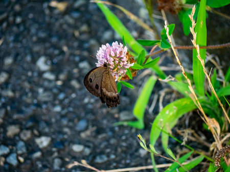 A brown common wood-nymph butterfly feeds from clover flowers in a park in central Kanagawa...