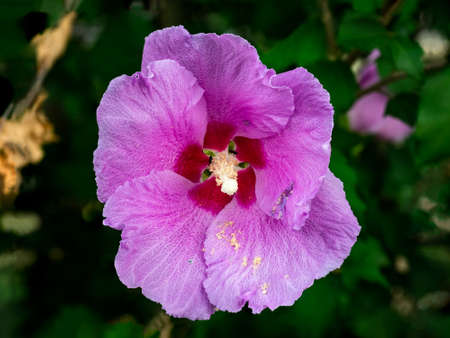 a pink hollycock flower flower blooms in a park in central Kanagawa Prefecture, Japanの写真素材