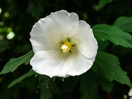 a white hollycock flower flower blooms in a park in central Kanagawa Prefecture, Japanの写真素材