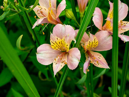 A cluster of peruvian lilies bloom in a garden in central Kanagawaの写真素材