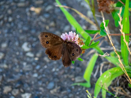 A brown common wood-nymph butterfly feeds from clover flowers in a park in central Kanagawa Prefecture, Japanの写真素材