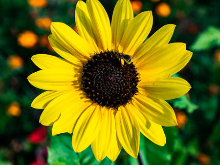 A close macro shot of a black eyed susan flower being visited by a small honey bee in a park in central Kanagawa Prefecture, Japan.の写真素材