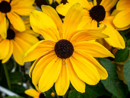 a back eyed susan flower, a relative of the sunflower, blooms as part of a cluster of these flowers, which are very popular in Japanese gardens.の写真素材