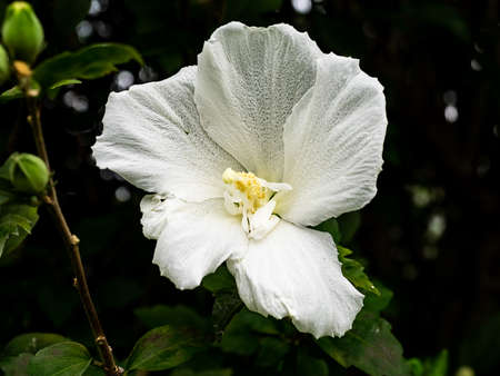 a white hollycock flower flower blooms in a park in central Kanagawa Prefecture, Japanの写真素材