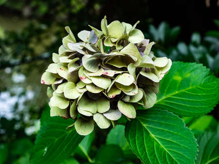 large green hydrangea flowers bloom in a park in the Japanese countryside on a hot summer day