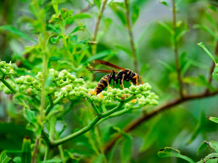 A Japanese paper wasp feeds from wildflowers beside a river in Kanagawa, Japanの写真素材