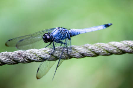 A Japanese blue dragonfly rests on a rope fence along a shallow wetland in a Japanese nature preserve in central Kanagawa, Japanの写真素材