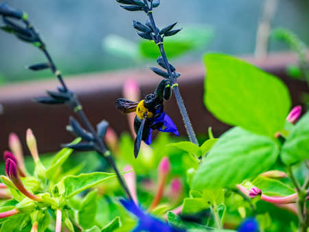 A large Japanese carpenter bee, a typle of bumble bee, feeds from wildflowers in a small park in...