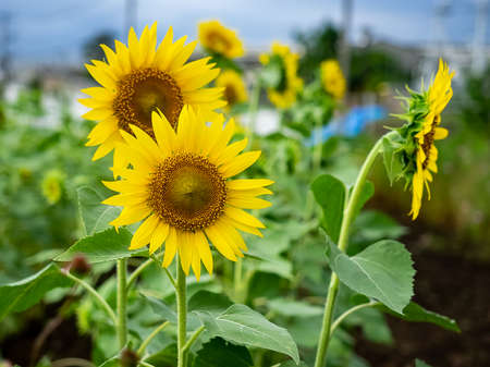 A row of sunflowers line the edge of a park in central Kanagawa, Japan.の写真素材