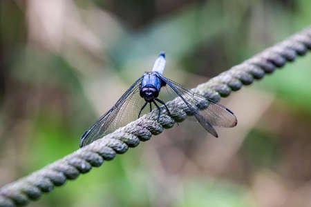 A Japanese blue dragonfly rests on a rope fence along a shallow wetland in a Japanese nature preserve in central Kanagawa, Japanの写真素材