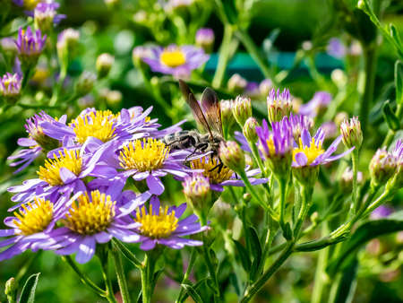 A Japanese honeybee feeds from wildflowers along a river in central Kanagawa Prefecture, Japan.