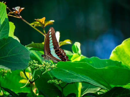bluebottle butterfly feeds from flowering vines along a fence in central Kanagawa Prefecture, Japan.の写真素材