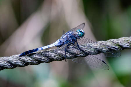 A Japanese blue dragonfly rests on a rope fence along a shallow wetland in a Japanese nature preserve in central Kanagawa, Japanの写真素材