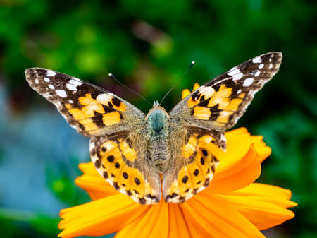A painted lady butterfly rests on an orange cosmos flower along a field in central Kanagawa Prefecture, Japan.の写真素材