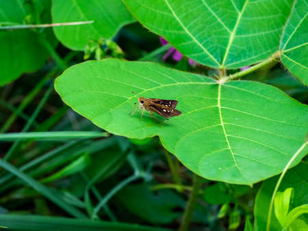 A grass skipper butterfly rests on a leaf while it feeds from small wildflowers along a riverside in...