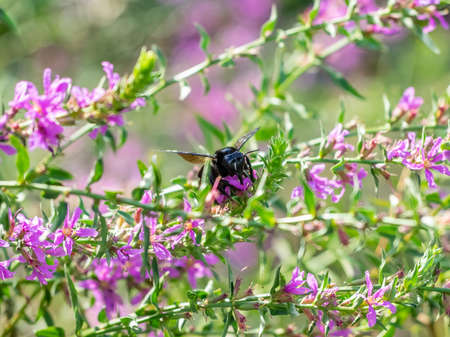 A large Japanese carpenter bee, a type of bumble bee, feeds from wildflowers in a small park in central Kanagawa, Japan.の写真素材