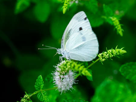 A white cabbage white butterfly feeds off of small white flowers in a garden in central Kanagawa, Japanの写真素材