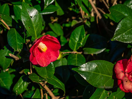 A Japanese camellia flower, or Japanese rose of winter, blooms on a large decorative bush in a green space.の写真素材
