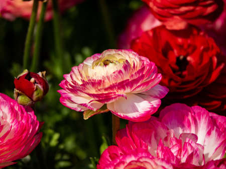 Ornate and brightly colored buttercup flowers, or some variation there of, bloom in a Japanese...