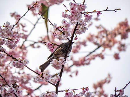 A Japanese brown-eared bulbul songbird in a sakura tree. These common birds are native to Japan and...