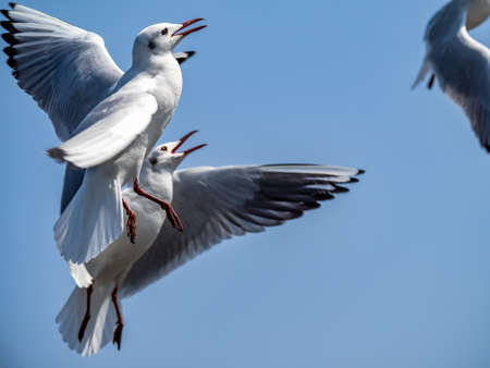 A flock of black-tailed gulls flies above Tokyo Bay on the Yokohama waterfront near Yamashita park....