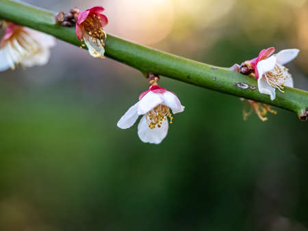 Early sakura cherry blossoms in full bloom. In Japan, these small pink flowers herald the start of...