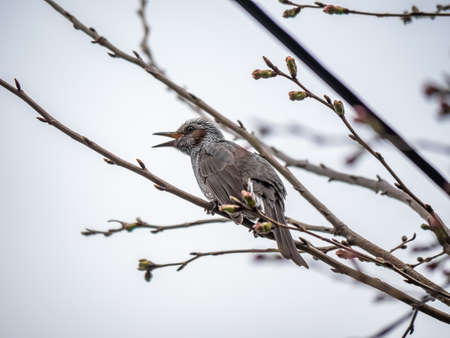 A Japanese brown-eared bulbul songbird in a sakura tree. These common birds are native to Japan and...