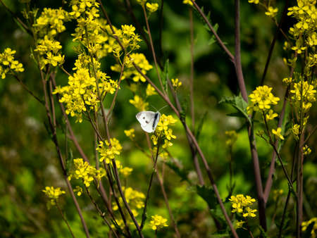 A small cabbage white butterfly, Pieris rapae, feeds from yellow wildflowers in a fallow rice field in western Yokohama, Japan.の写真素材