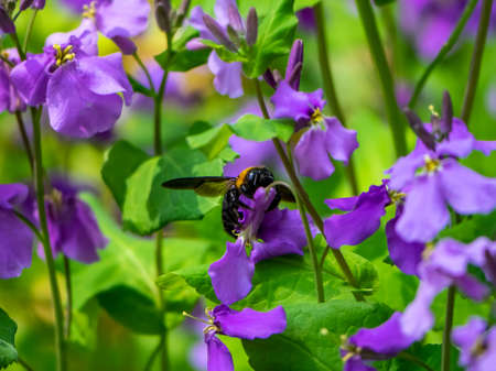 A Japanese carpenter bee, Xylocopa appendiculata, feeds from honesty flowers along a small wetland...