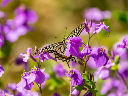 An Asian swallowtail butterfly, Papilio xuthus, feeds from annual honesty flowers along a small wetland in a Japanese forest preserve.の写真素材