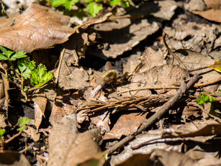A greater beefly, bombylius major, rests on the forest floor in a Japanese forest preserve in...